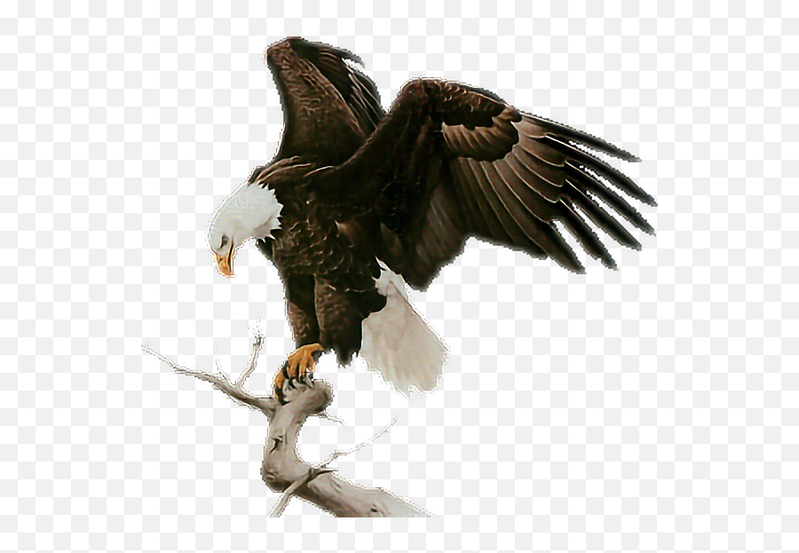 Baldeagle Eagle - Aguila En Grafico De Punto De Cruz Png,Bald Eagle Transparent