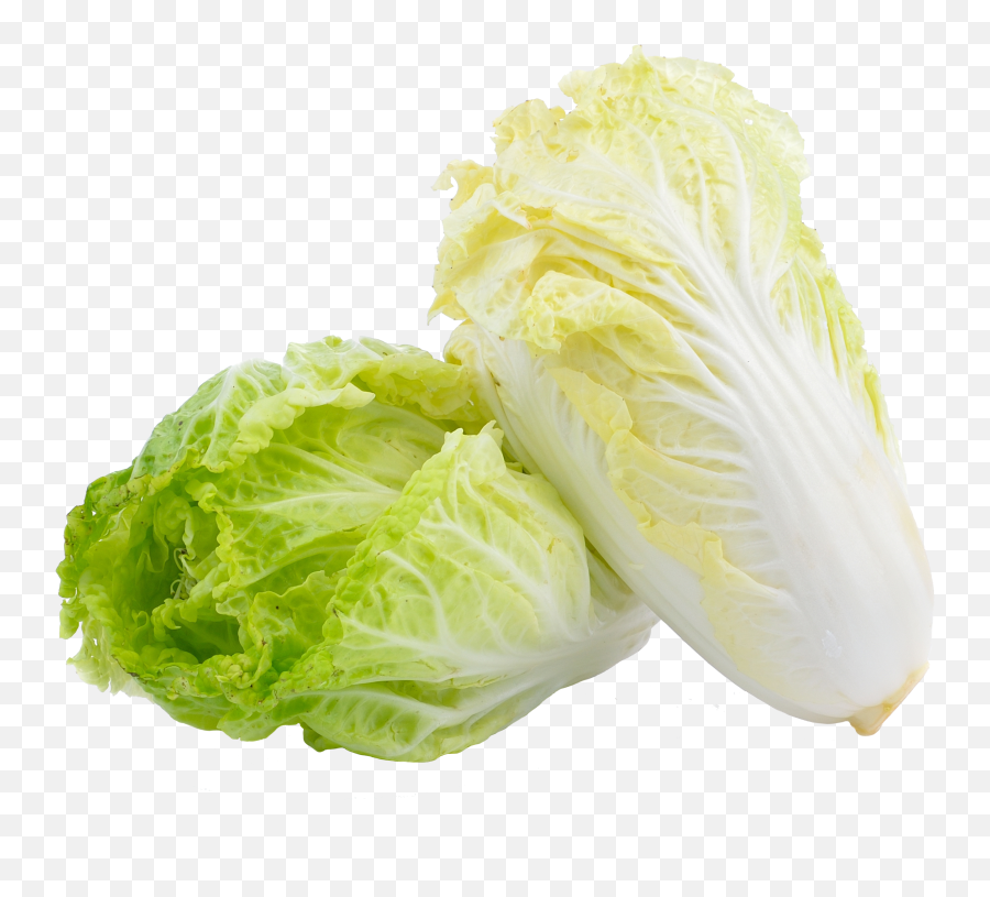 Chinese Cabbage - Chinese Cabbage Vegetable Png,Cabbage Png