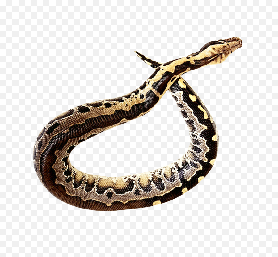 Snake Png Image - Purepng Free Transparent Cc0 Png Image Anaconda Png Background,Serpent Png