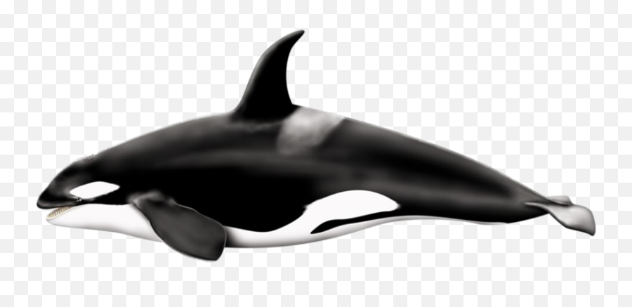 Orca Whale Png Hd - Killer Whale Transparent Background,Humpback Whale Png