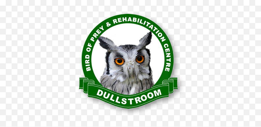 Home - Birds Of Prey Dullstroom Bird Of Prey And Rehabilitation Centre Png,Prey Logo Png