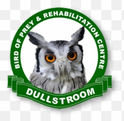 Home - Birds Of Prey Dullstroom Bird Of Prey And Rehabilitation Centre Png,Prey Logo Png