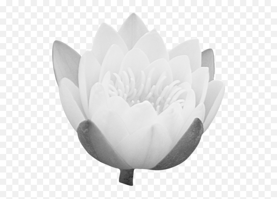 Transparent - Clipartimagelotusbudpng Free Transparent Sacred Lotus,Water Clipart Transparent