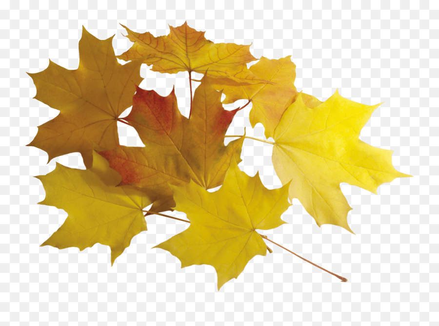Download Autumn Png Leaves Hq Image Freepngimg - Portable Network Graphics,Autumn Leaves Png