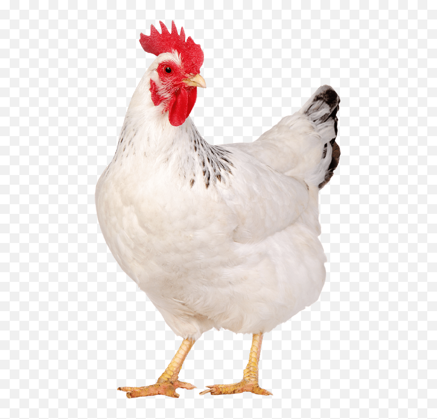 Services Digital Marketing Agency Denver Red Egg - Live Chicken Png,Chicken Head Png