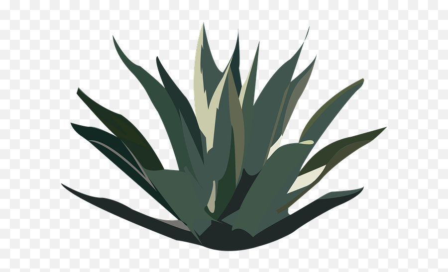 Maguey Desert Plant - Agave Plant Tequila Png,Agave Png