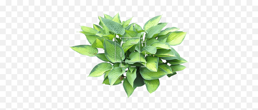 Hosta Shrub - Hosta Png,Shrubbery Png