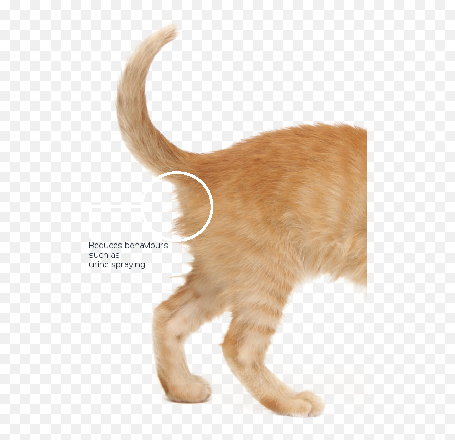 Download Cat Tail Back - Transparent Background Cat Back Png,Cat Tail Png