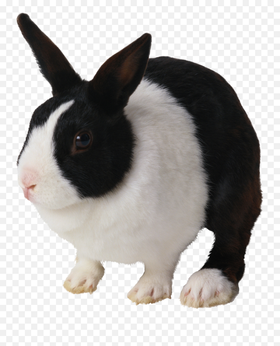 Png Images Free Rabbit Pictures - Black White Rabbit,White Bunny Png