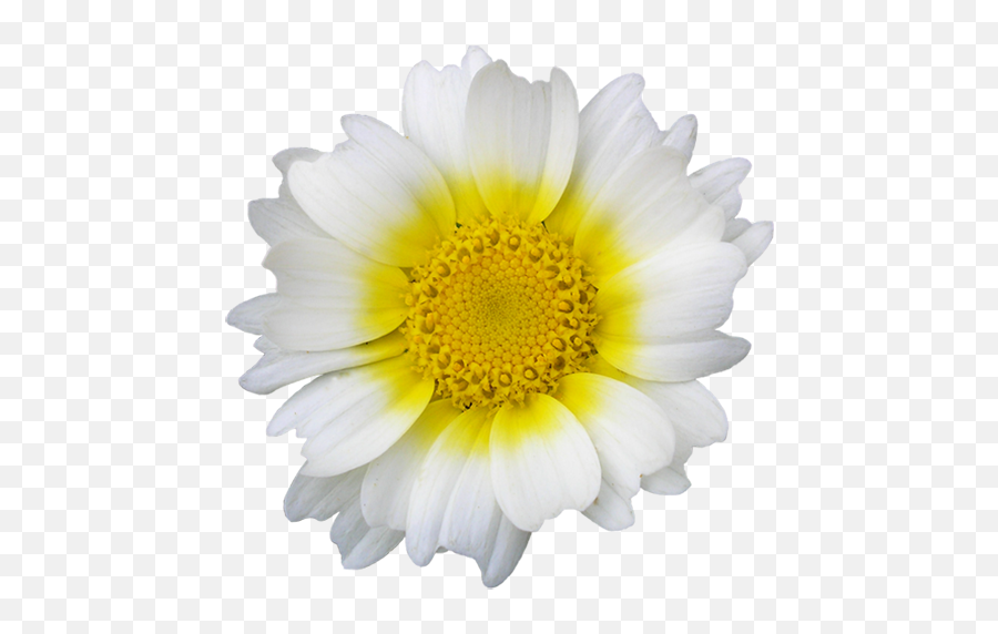 Flower Pngs - Flower White Daisy,Flower Pngs
