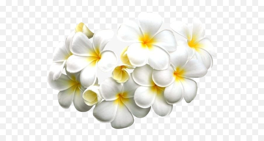 Frangipani Png Transparent Images - Plumeria Png,Plumeria Flower Png