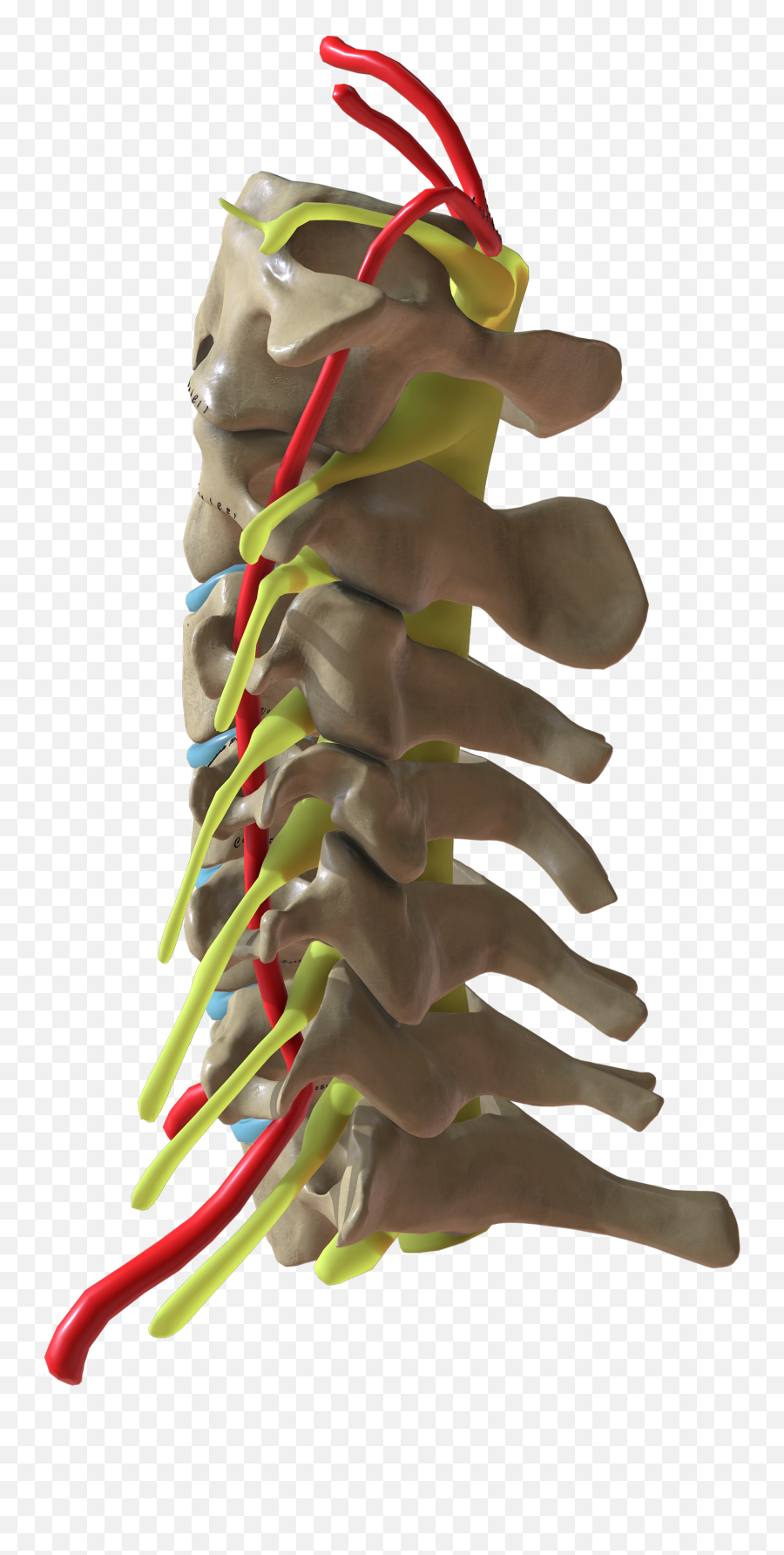 Cervical Spine Side View - Toy Png,Spine Png