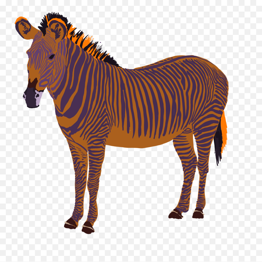 Zebra Original Ordinary Png