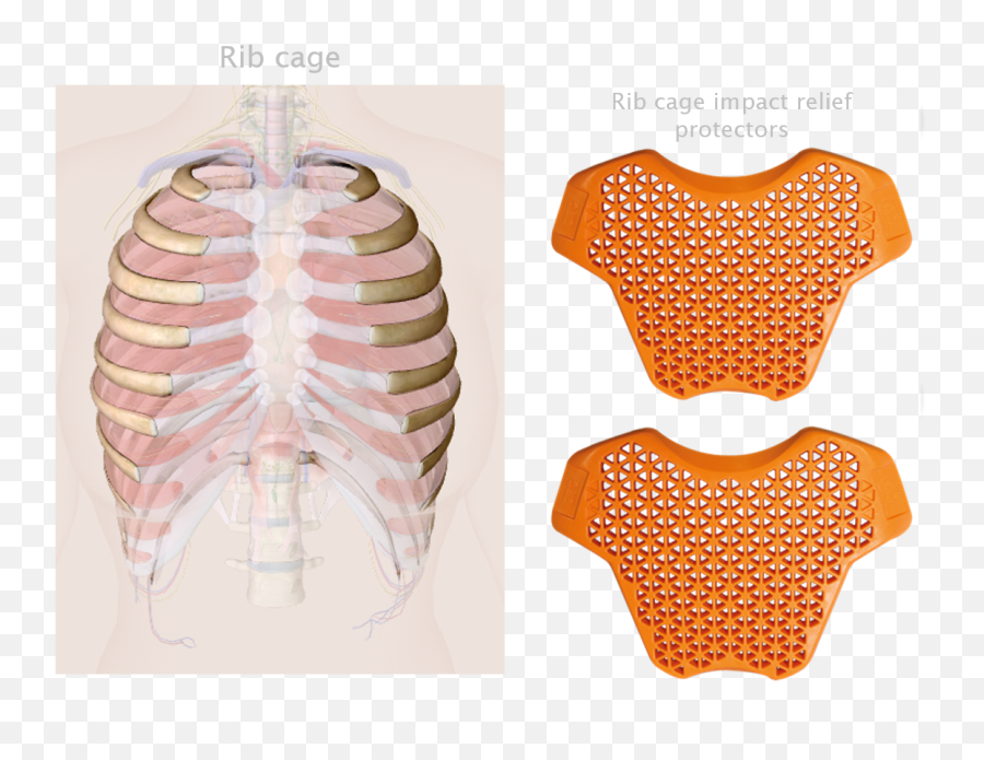Download Hd Rib Cage Impact Relief Protectors Sport - Gard Blouse Png,Rib Cage Png