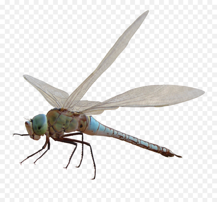 Related Image Dragonfly Png - Capung Png Hd,Dragon Fly Png