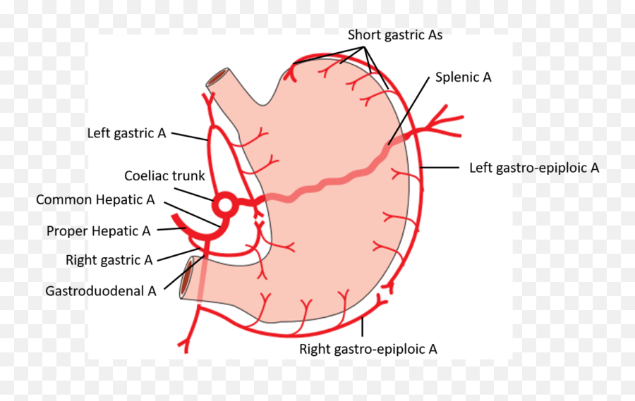 Download Arterial Supply Of Stomach - Full Size Png Image Diagram,Stomach Png