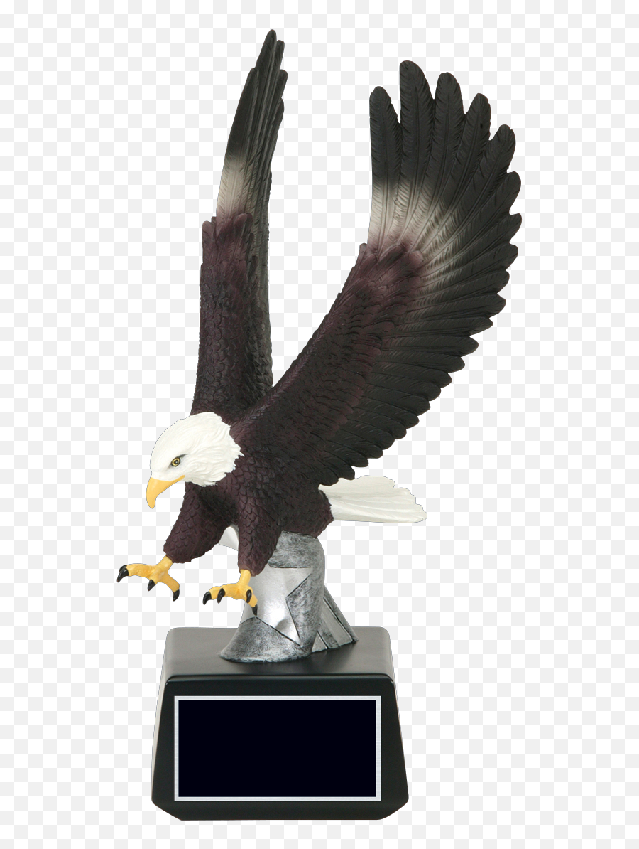 Eagle Awards U2014 The Trophy Case Png Bald Head