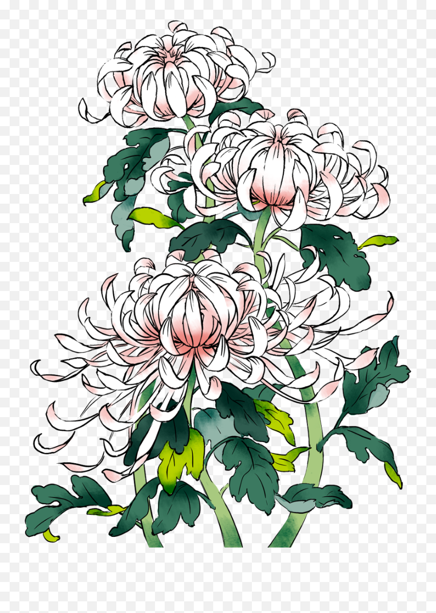 Picture Download Chrysanthemums Drawing Sketch - Pixiv Chrysanthemums Drawing Png,Chrysanthemum Png