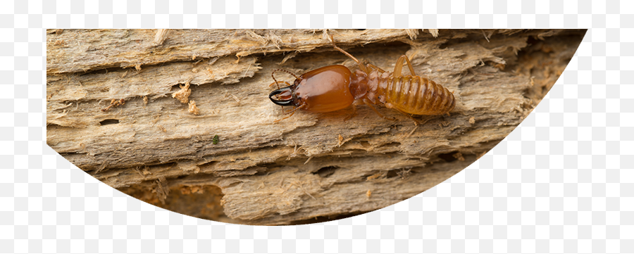 Termite Png Pic - Termites Feeding On Wood,Termite Png