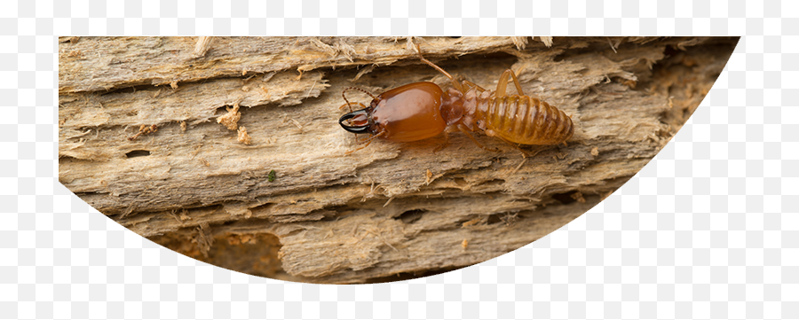 Termite Png Pic Termites Feeding On Wood Termite Png Free Transparent Png Images Pngaaa Com