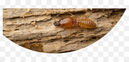 Termite Png Pic - Termites Feeding On Wood,Termite Png