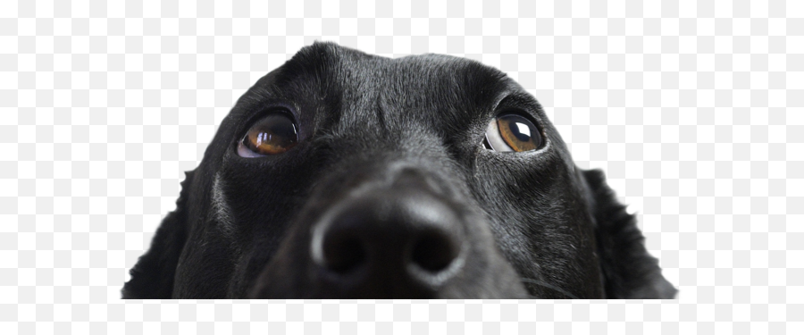 Dog Adoption Search By Breed Size Age And Location - Dog Peeking Png,Cute Dog Png