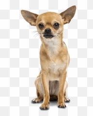 Chihuahua Great Dane Dachshund Poodle - Dog With Diamond Collar Png,Chihuahua Png