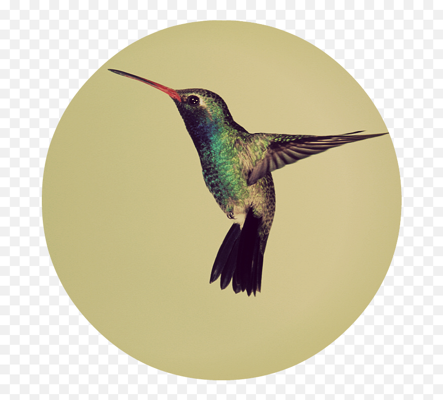 Googles Hummingbird In A Non - Hummingbird Facts For Kids Png,Hummingbird Png