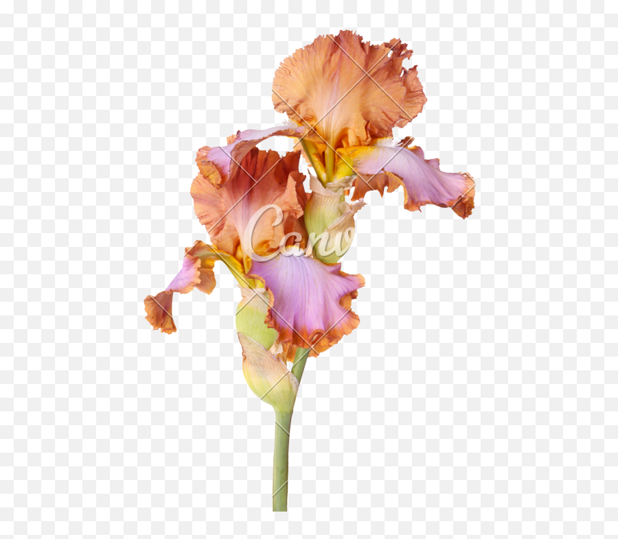 Stem With Two Multicolored Iris Flowers Isolated - Brown Brown Bearded Iris Flower Png,Iris Flower Png