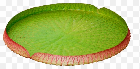 Download Lily Pad Png