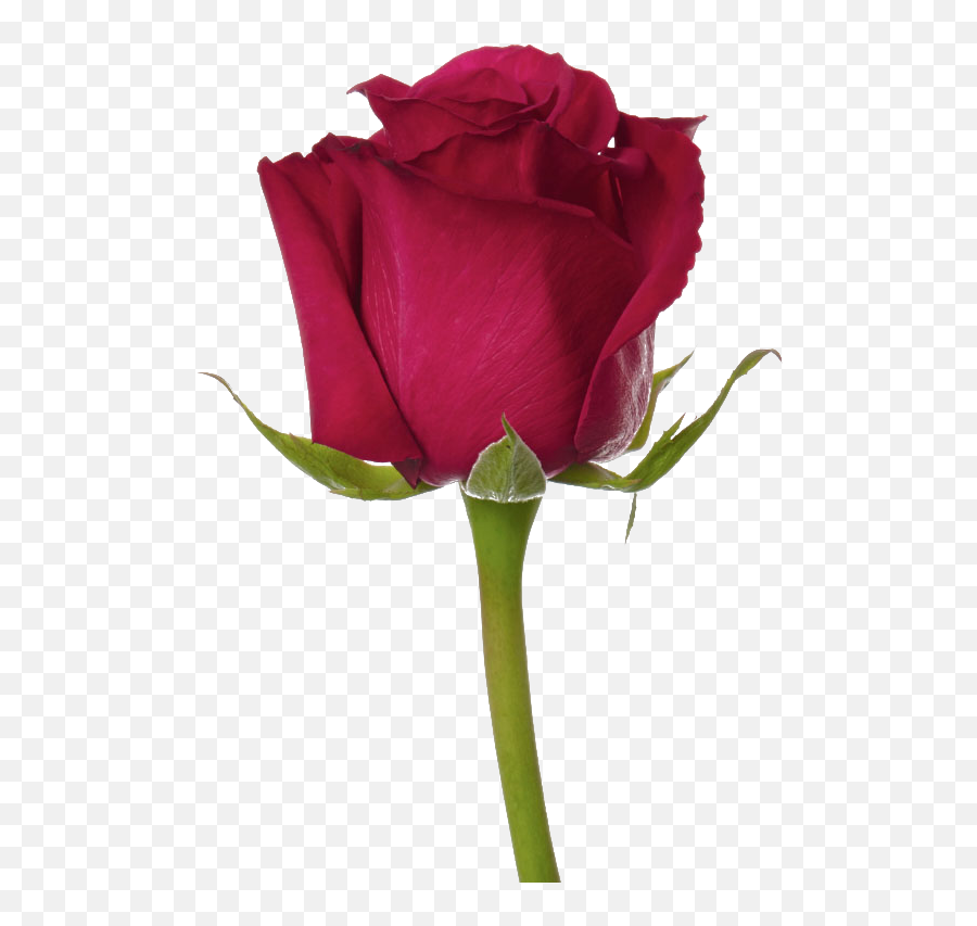 Top Ten Rose Png - Flower Png,Rose Png Hd