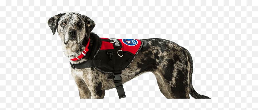 Dr - Dog Clothes Png,Alpha Icon Dog Clothes