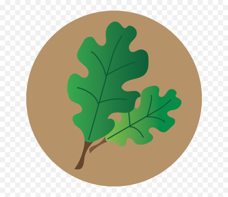 Why Are Cape Cod Oaks In Trouble Again U2014 Tree Preservation - Black Oak Png,Cod Icon