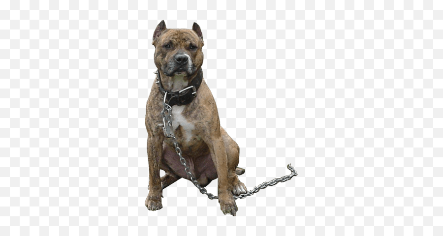 Angry Dog Png Hd Transparent Hdpng Images Pluspng - Taukeer Editz All Png,Dog Png Transparent