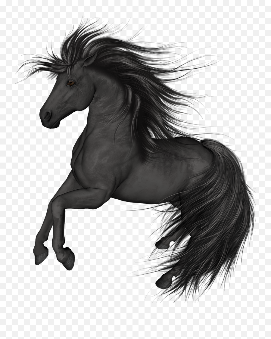 Cavalo Preto fundo png & imagem png - Arabian horse Mustang Download Clip  art - Black horse png transparente grátis