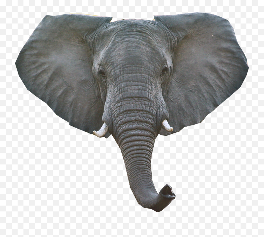 Elephant Png Download Image - Elephant Head Png Transparent,Elephant Png