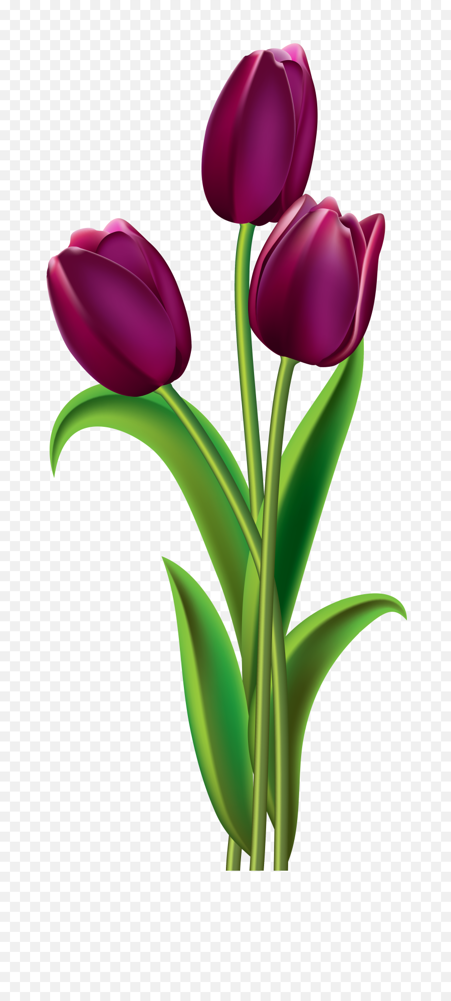 Purple Tulips Clip - Bunga Tulip Png,Tulip Transparent