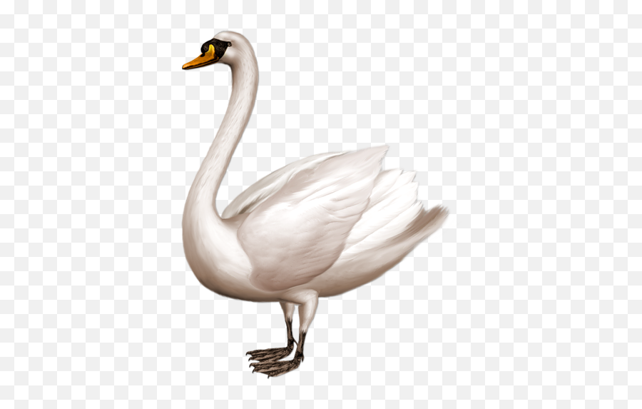 Swan Icon Clipart 38479 - Web Icons Png,Swan Icon