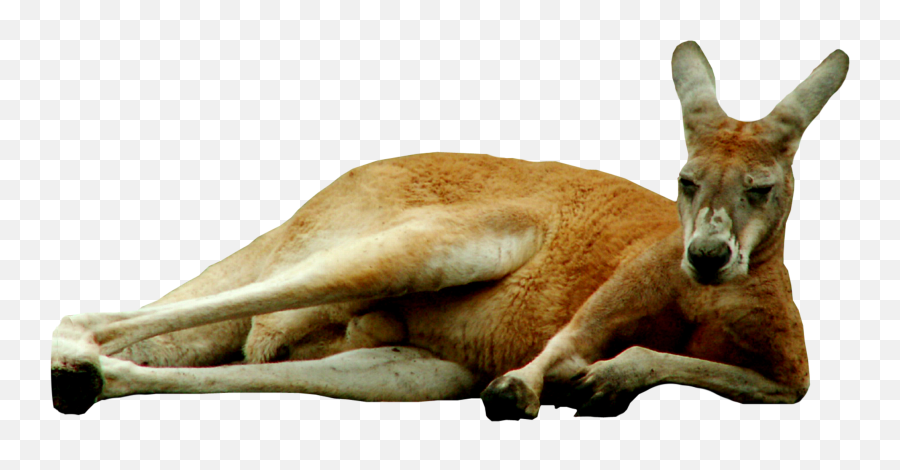 Relaxing Kangaroo Png Transparent Image - Kangaroo Transparent Background Png,Kangaroo Transparent Background