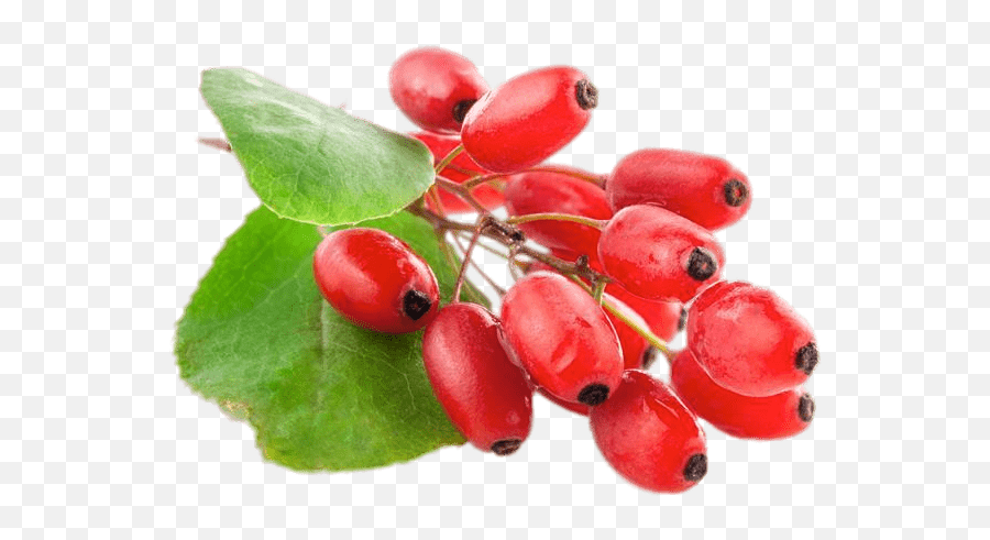 Fresh Goji Berries Transparent Png - Stickpng Barberry Transparent,Berries Png