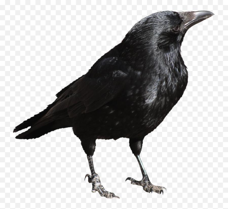 Download Crow Png File - Crow Transparent Png,Crow Png