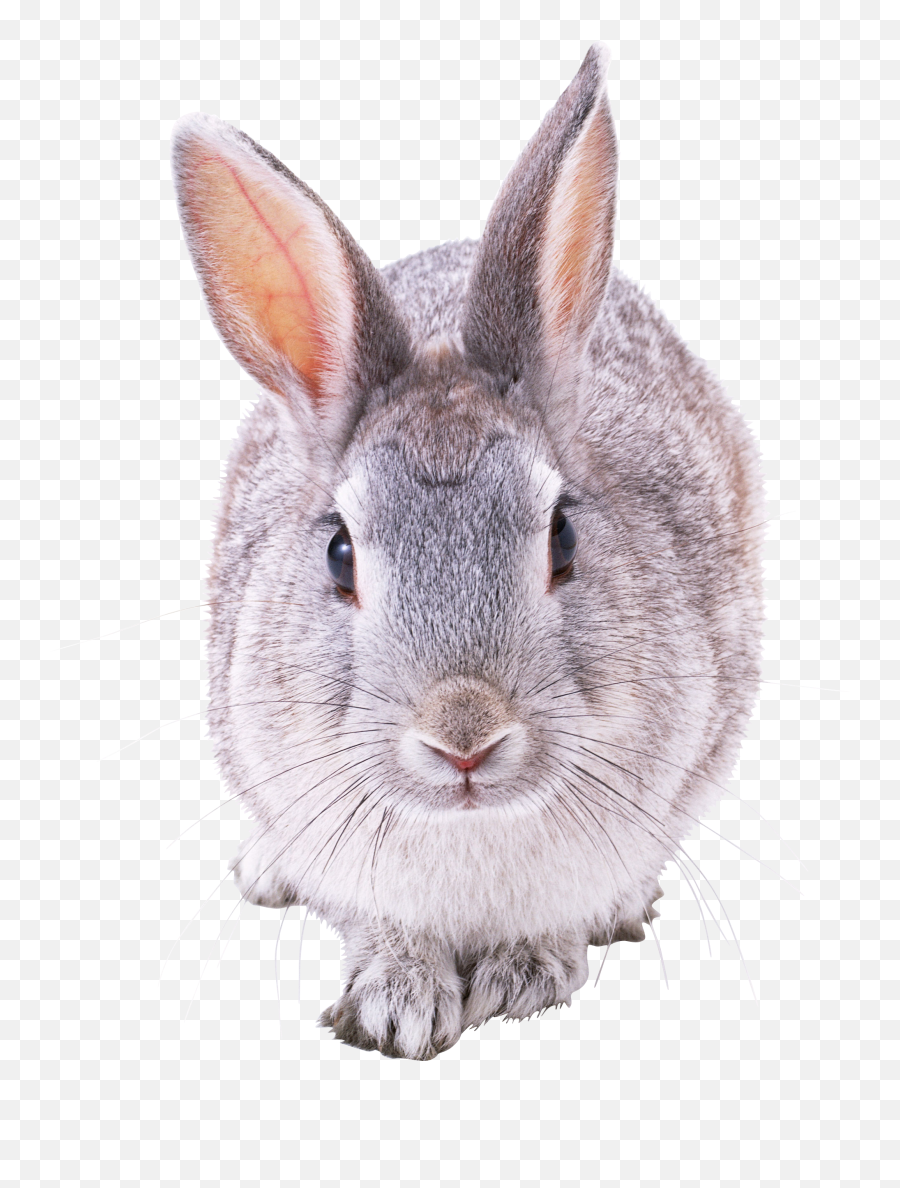 Rabbit Png Image - Bunny Rabbit Front View,Rabbit Transparent