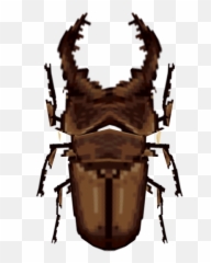 Wii - Animal Crossing City Folk Miyama Stag Beetle The Beholder Png,Beetle Png