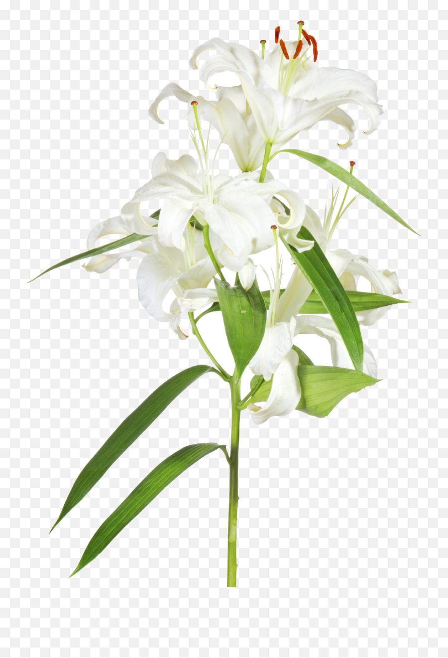Download Easter Lilies Png - Easter Cross With Lilies Transparent Background Easter Lilies Png,Lily Transparent Background