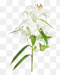 Download Easter Lilies Png - Easter Cross With Lilies Transparent Background Easter Lilies Png,Lily Transparent Background