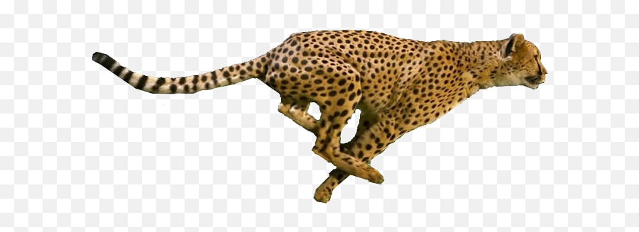 Portable Network Graphics Png Image - Running Cheetah Transparent Background,Cheetah Png