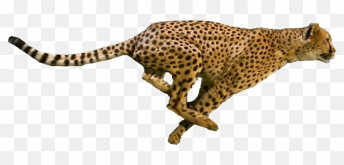 Portable Network Graphics Png Image - Running Cheetah Transparent Background,Cheetah Png