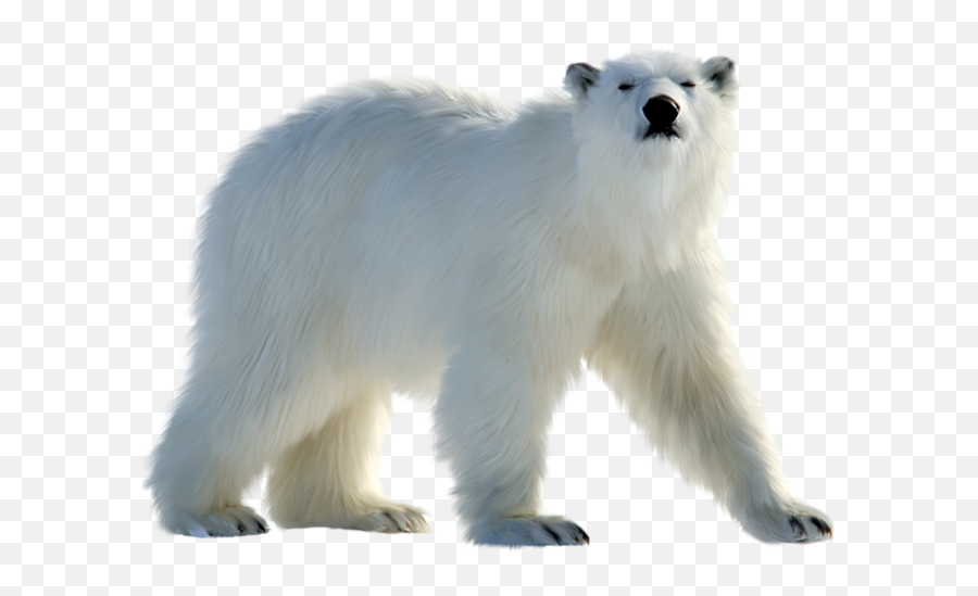 Polar Bear Transparent Png Image - Great Pyrenees Polar Bear,Bear Transparent