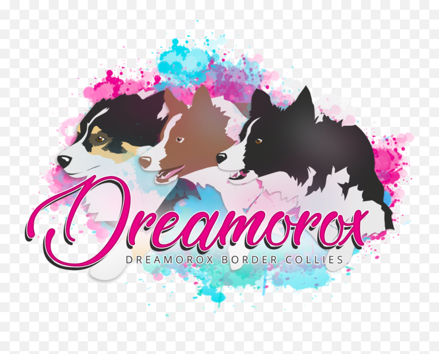 Dreamorox Border Collies - Dog Catches Something Png,Border Collie Png