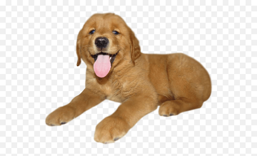 Golden Retriever Our Dog Breeds Candyville Pups - Dog Yawns Png,Golden Retriever Png